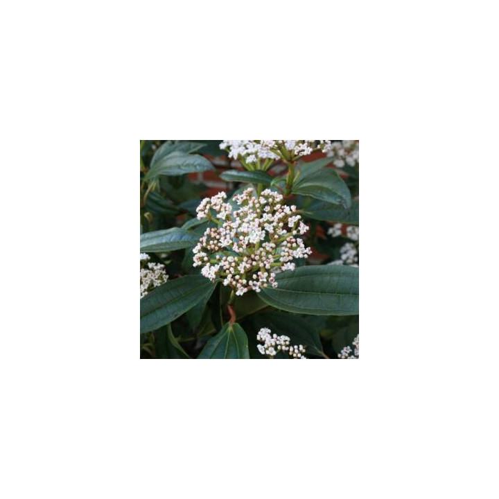 Viburnum davidii (Viorne de David)