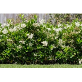 Troène du Japon (Ligustrum japonicum)