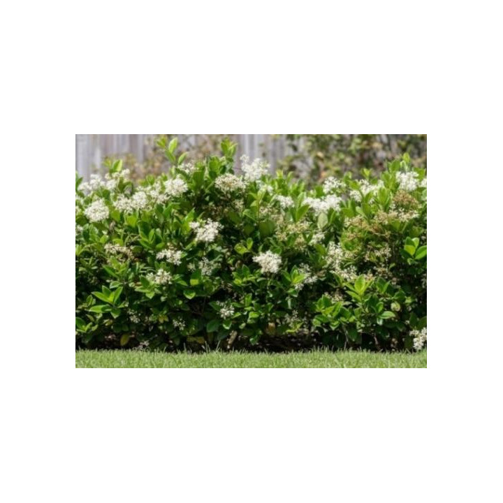 Troène du Japon (Ligustrum japonicum)