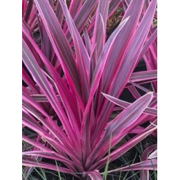 Cordyline banksii Electric Pink