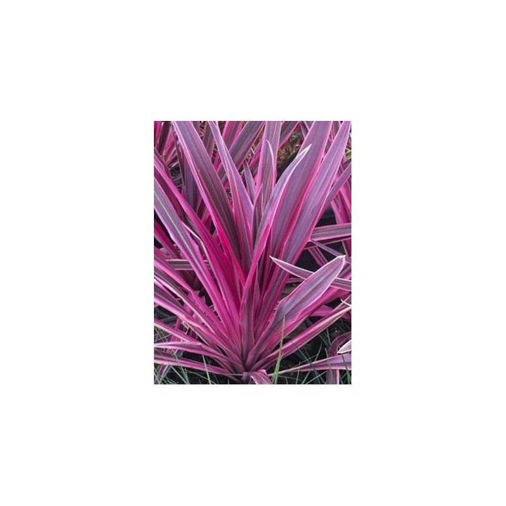 Cordyline banksii Electric Pink
