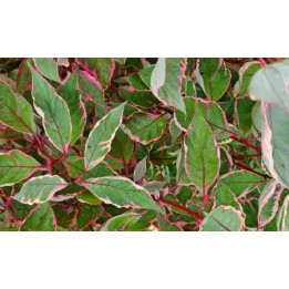 Cornus alba Miracle (Cornouiller blanc)