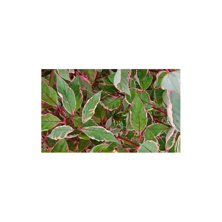 Cornus alba Miracle (Cornouiller blanc)