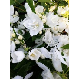 Philadelphus Mister Robinson