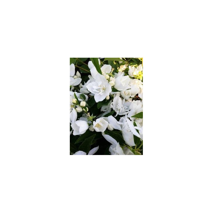 Philadelphus Mister Robinson