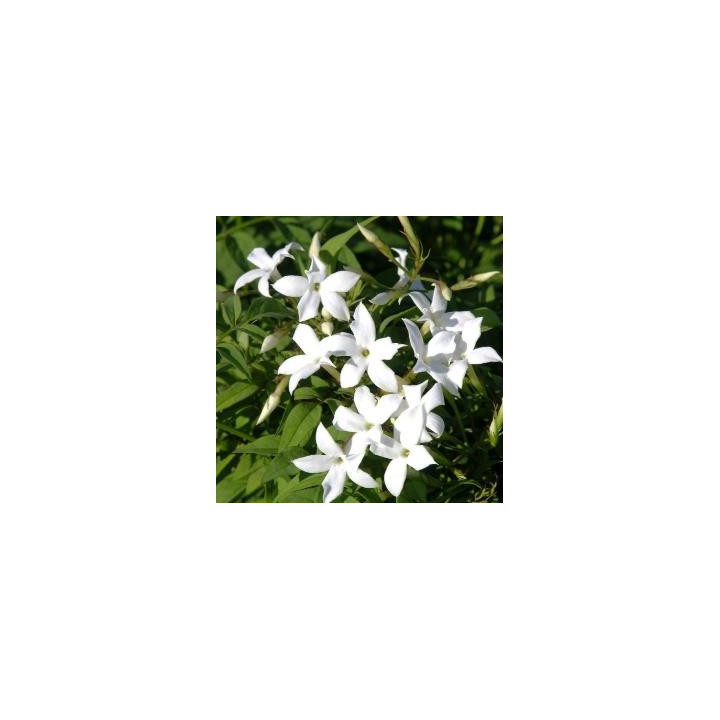 Jasmin officinal