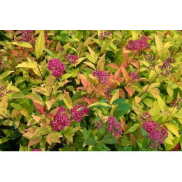 Spirée japonaise Goldflame