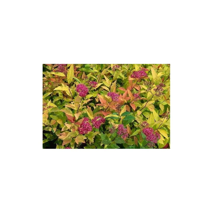 Spirée japonaise Goldflame