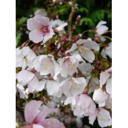 Prunus incisa (Cerisier à fleurs nain du Japon)