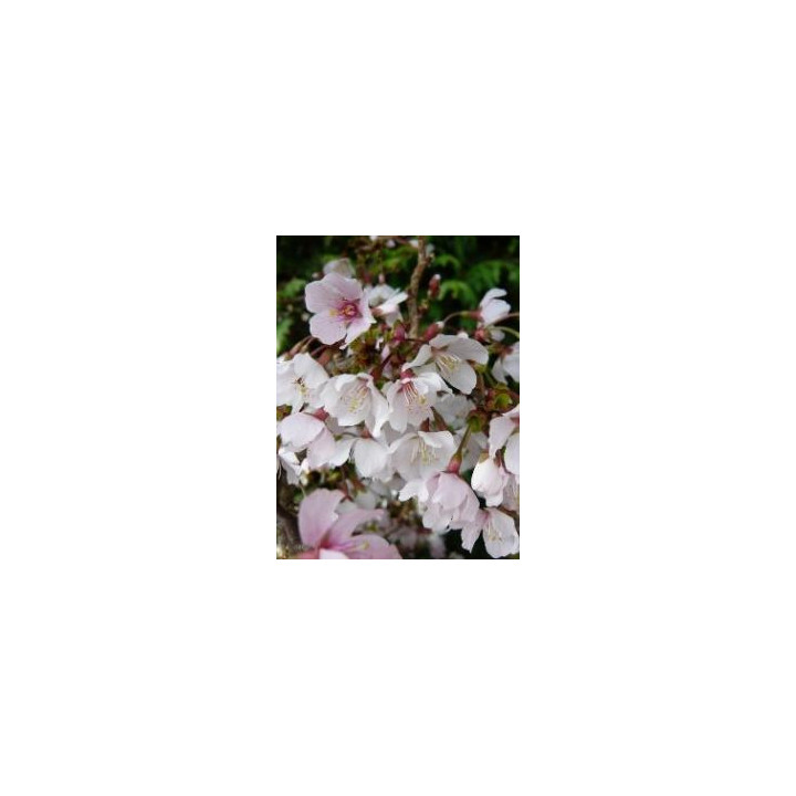 Prunus incisa (Cerisier à fleurs nain du Japon)