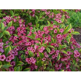 Weigela florida Brigela