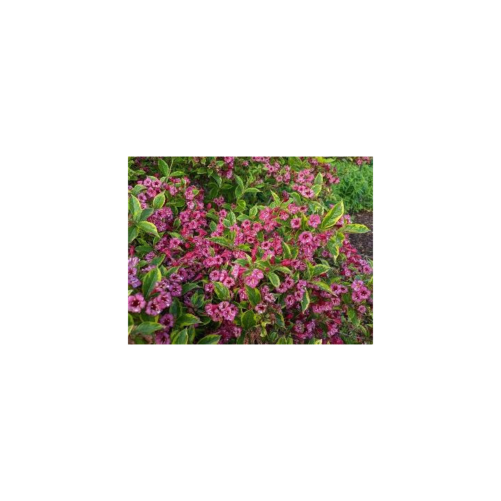 Weigela florida Brigela