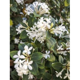 Osmanthus delavayi