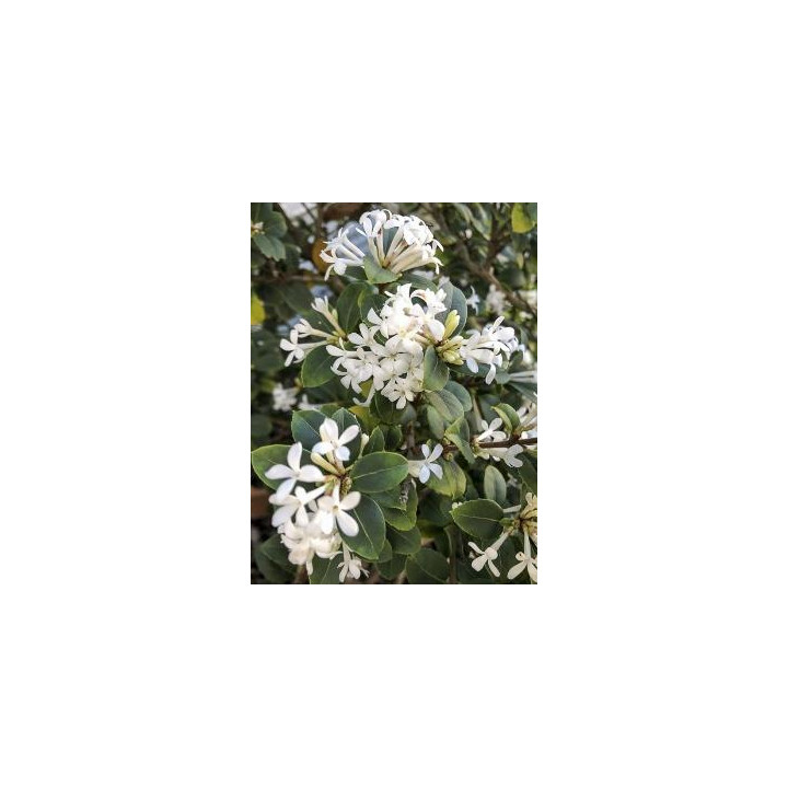 Osmanthus delavayi