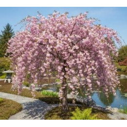 Prunus serrulata Kanzan (Cerisier à fleurs du Japon)