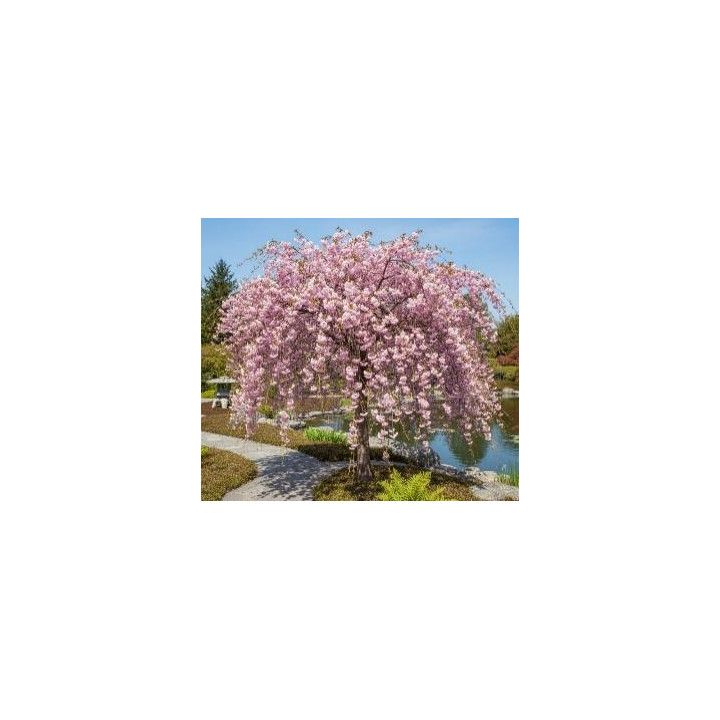 Prunus serrulata Kanzan (Cerisier à fleurs du Japon)