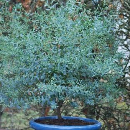 Eucalyptus gunnii France Bleu Rengun