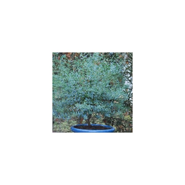 Eucalyptus gunnii France Bleu Rengun