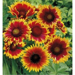 Gaillarde jaune