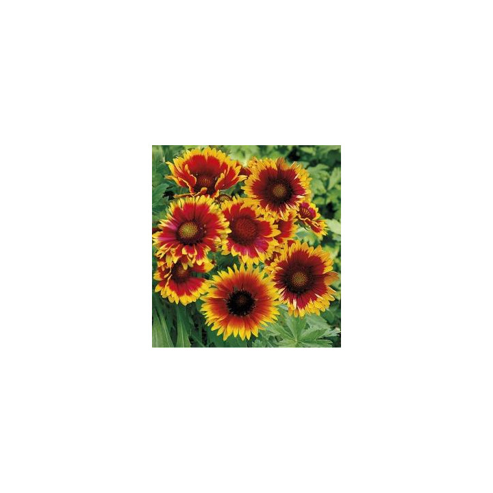 Gaillarde jaune