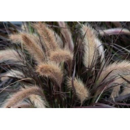 Graminée Tiny Tail