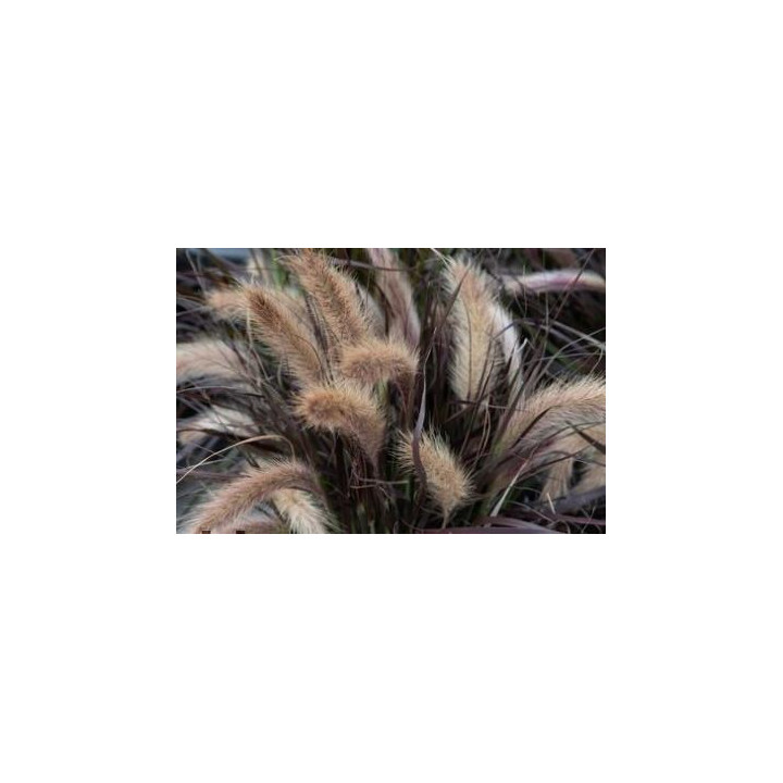 Graminée Tiny Tail