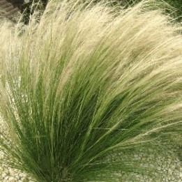 Graminée Stipa Pony Tail