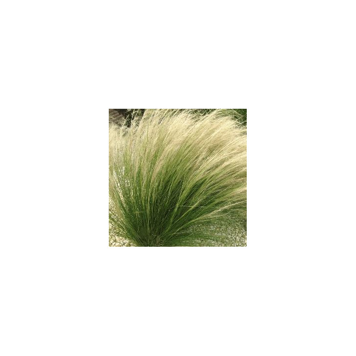 Graminée Stipa Pony Tail