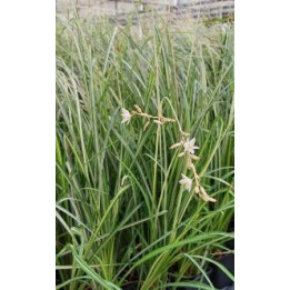 Anthericum