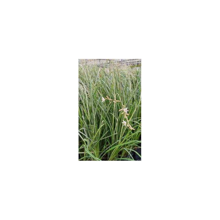 Anthericum