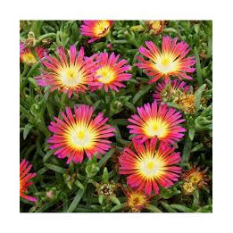 Delosperma