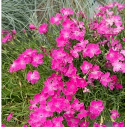 Oeillet Kahori - Fuchsia