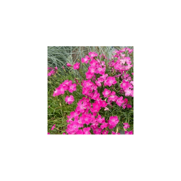 Oeillet Kahori - Fuchsia