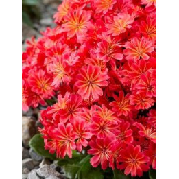 Lewisia rouge
