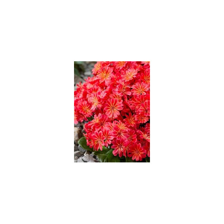 Lewisia rouge