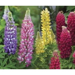 Lupin