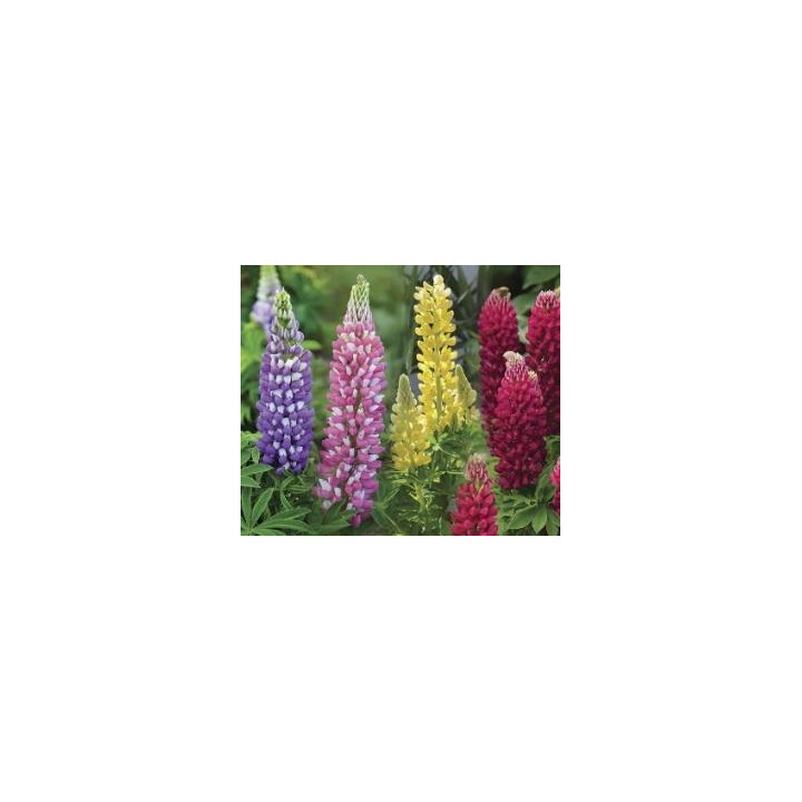 Lupin