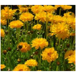 Coreopsis vivace jaune fleurs doubles