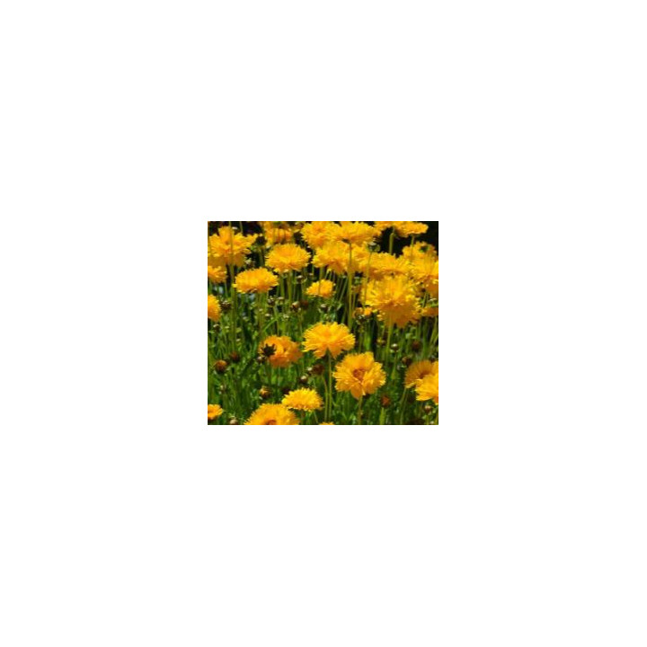 Coreopsis vivace jaune fleurs doubles