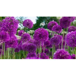 Allium