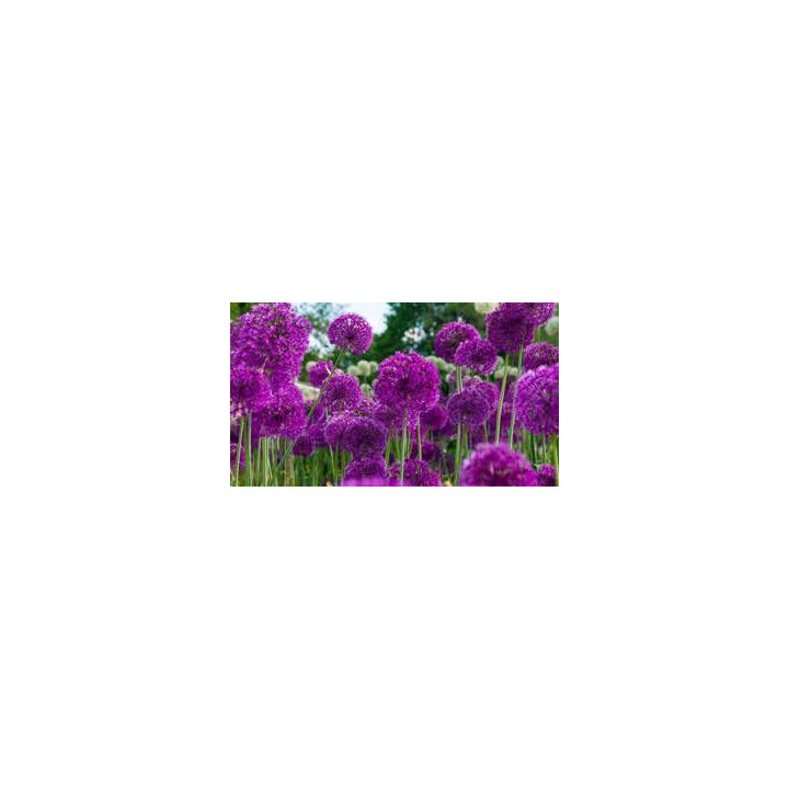 Allium