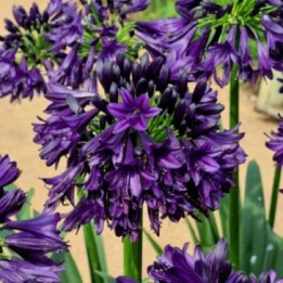 Agapanthe Black Jack