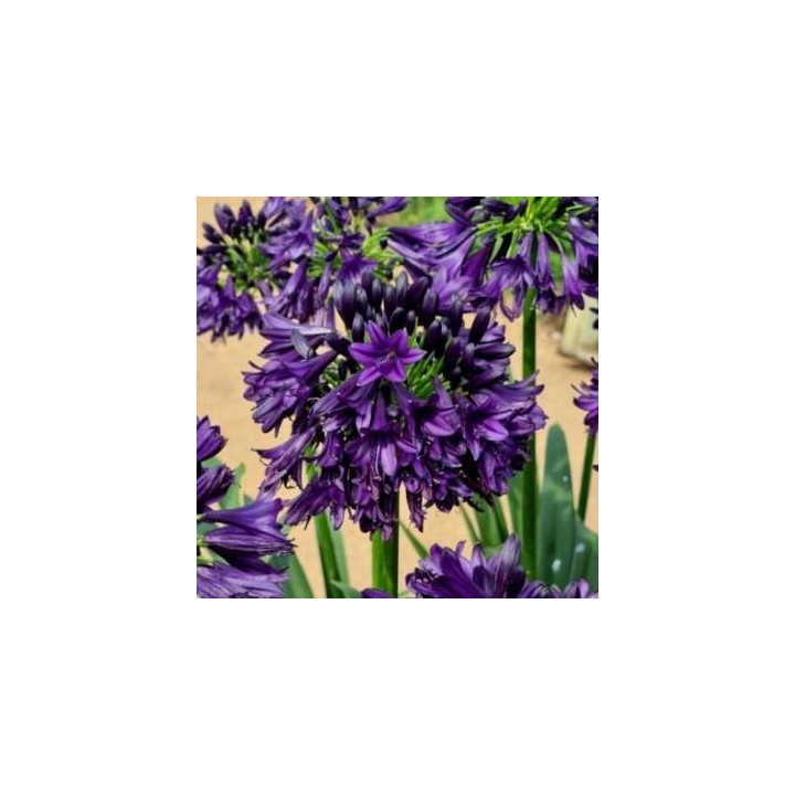 Agapanthe Black Jack