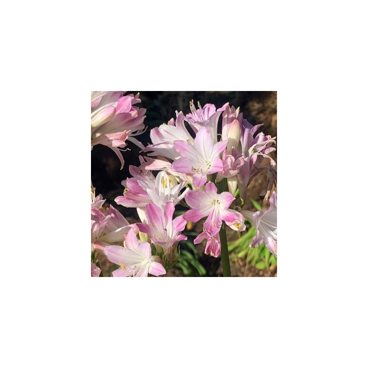 Agapanthe Blush Pink