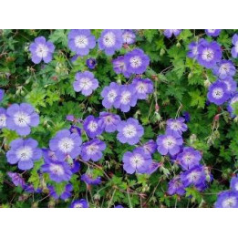 Geranium Rozanne