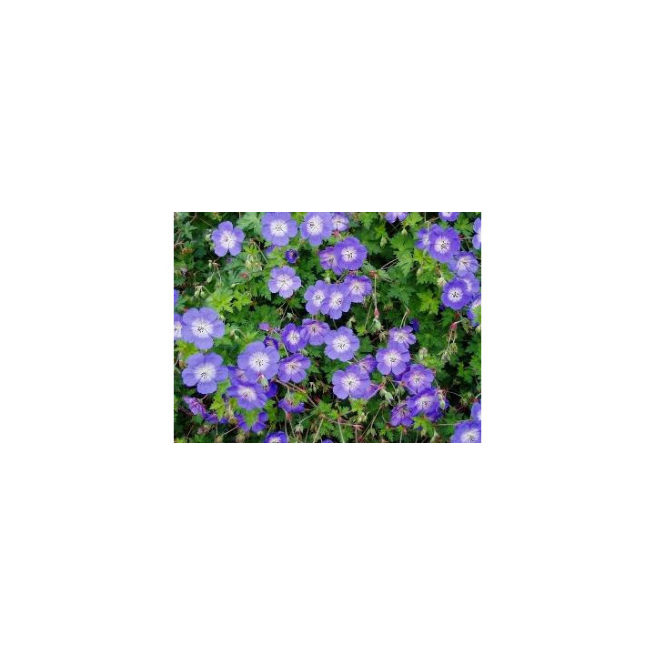 Geranium Rozanne