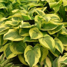 Hosta - Vert et jaune