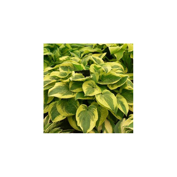 Hosta - Vert et jaune