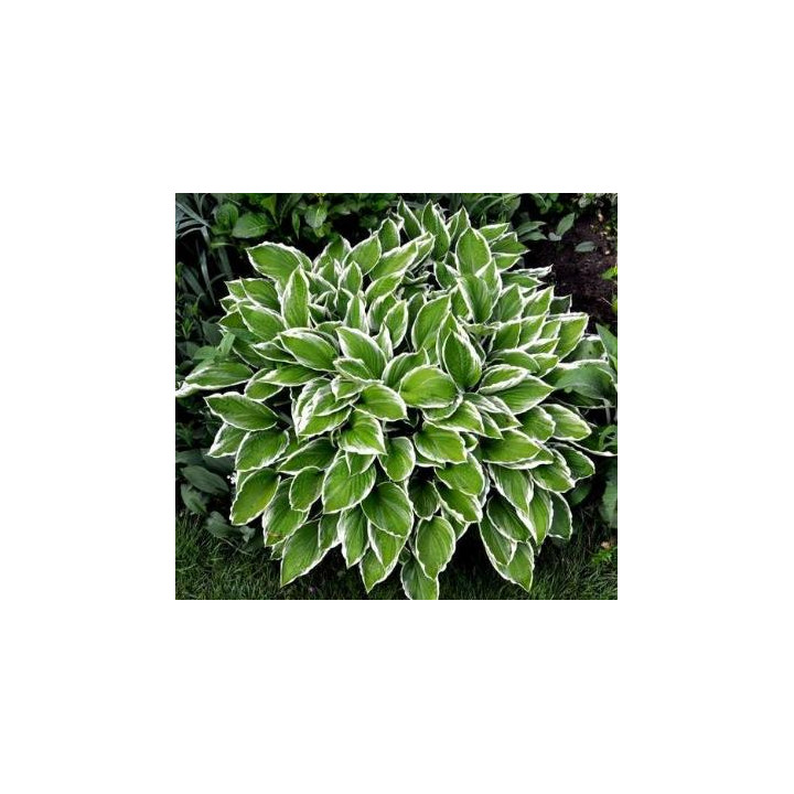 Hosta - Vert et blanc