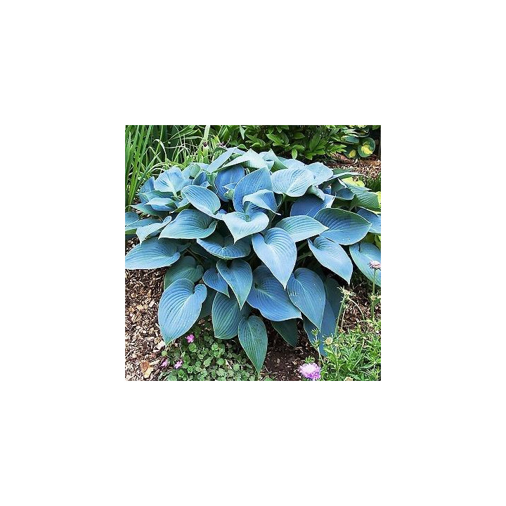 Hosta - Bleuté